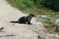 Junior the marmot